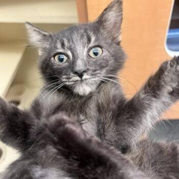 Omen -  Domestic Short Hair Cat for Adoption in Dayton, Ohio - Omen | PetCurious