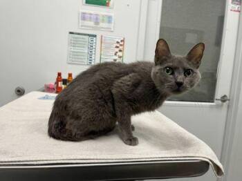 Domestic Short Hair Cats Available for Adoption in Kansas City, Missouri - Monica Gallagher | PetCurious