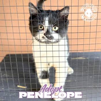 Rescue Domestic Short Hair Cats for Adoption in Wilmington, North Carolina - Penelope | PetCurious
