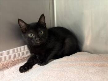 Domestic Medium Hair Cats Available for Adoption in Loveland, Colorado - ANCHO | PetCurious