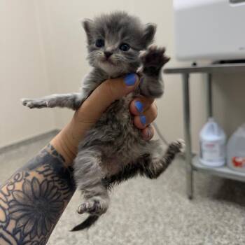 Sardine -  Domestic Short Hair Cat for Adoption in Morganton, North Carolina - Sardine | PetCurious