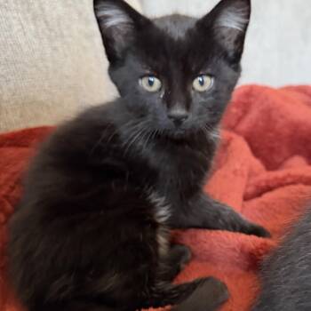 Bo Radley -  Domestic Short Hair Cat for Adoption in Germansville, Pennsylvania - Bo Radley | PetCurious