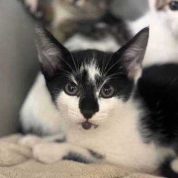 Homer -  Domestic Short Hair Cat Available for Adoption in Starkville, Mississippi - Homer | PetCurious