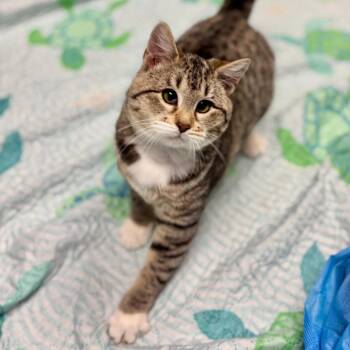 Domestic Short Hair Cats Available for Adoption in Wantagh, New York - Jackey Luna | PetCurious
