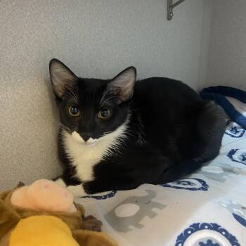 Oreo -  Domestic Short Hair Cat for Adoption in Pittsburgh, Pennsylvania - Oreo | PetCurious