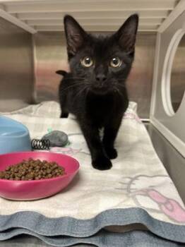 Snuggles -  Domestic Short Hair Cat for Adoption in Kansas City, Missouri - Snuggles | PetCurious
