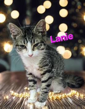 Domestic Short Hair Cats Available for Adoption in Jim Thorpe, Pennsylvania - Lanie | PetCurious
