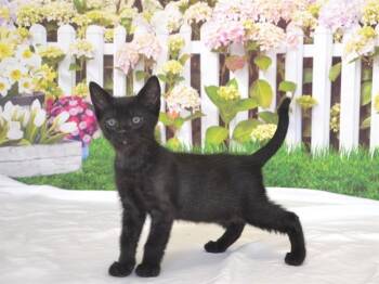 STAPLETON -  Domestic Short Hair Cat Available for Adoption in Oroville, California - STAPLETON | PetCurious
