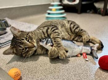Domestic Short Hair Cats Available for Adoption in Portland, Oregon - Max | PetCurious