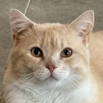 Bop-it -  Domestic Medium Hair Cat for Adoption in Auburn, Nebraska - Bop-it | PetCurious