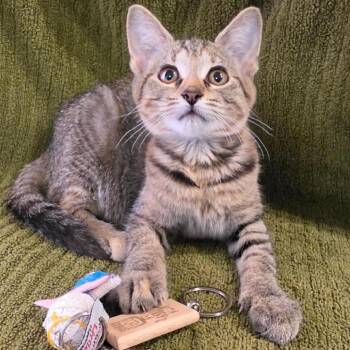 Freya -  Domestic Short Hair Cat for Adoption in Bedford, New Hampshire - Freya | PetCurious