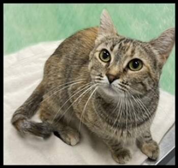 Rescue Domestic Short Hair Cats for Adoption in Peoria, Illinois - VELVET | PetCurious