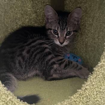 Raisin Bran -  Domestic Short Hair Cat for Adoption in Peconic, New York - Raisin Bran | PetCurious