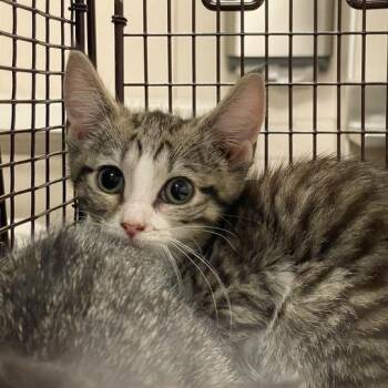 Krystal -  Domestic Short Hair Cat for Adoption in Chicago, Illinois - Krystal | PetCurious