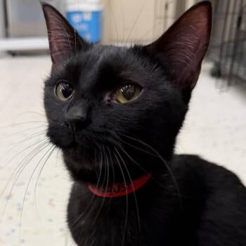 Domestic Short Hair Cats Available for Adoption in Buffalo, New York - August | PetCurious