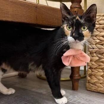 Magnolia Garden -  Calico and Domestic Short Hair Cat for Adoption in Friendswood, Texas - Magnolia Garden | PetCurious
