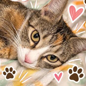 Pebbles -  Domestic Short Hair Cat for Adoption in Las Vegas, Nevada - Pebbles | PetCurious