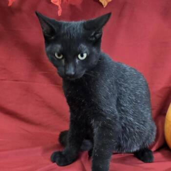 Squirrel -  Domestic Short Hair Cat for Adoption in Payson, Arizona - Squirrel | PetCurious