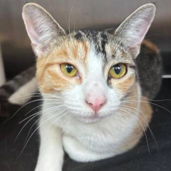 Jill -  Domestic Short Hair Cat for Adoption in Fort Wayne, Indiana - Jill | PetCurious