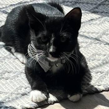 Roscoe -  Domestic Short Hair Cat for Adoption in Philadelphia, Pennsylvania - Roscoe | PetCurious