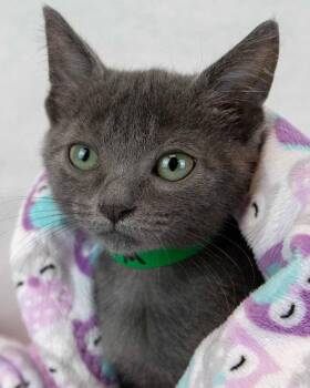Harry -  Domestic Short Hair Cat for Adoption in Kennesaw, Georgia - Harry | PetCurious