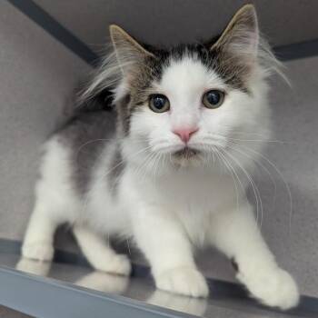 Sundae -  Domestic Medium Hair Cat for Adoption in Evansville, Indiana - Sundae | PetCurious