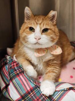Squishy -  Domestic Short Hair Cat for Adoption in Sterling, Virginia - Squishy | PetCurious