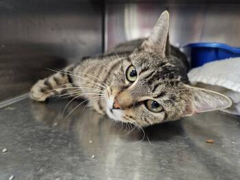 Rescue Domestic Short Hair Cats for Adoption in Houghton, Michigan - Devon | PetCurious