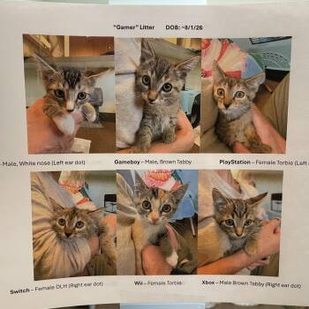 8 week old kittens -  Torbie Cat for Adoption in Friday Harbor, Washington - 8 Week Old Kittens | PetCurious