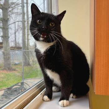 Lady -  Domestic Short Hair Cat for Adoption in Wilmington, Delaware - Lady | PetCurious