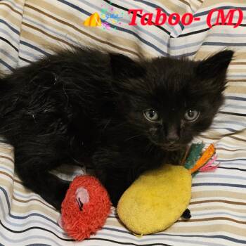 Taboo -  Domestic Short Hair Cat for Adoption in Westminster, California - Taboo | PetCurious