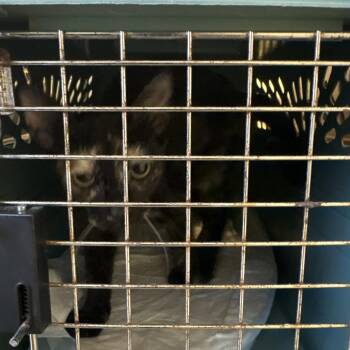 Janice -  Domestic Short Hair Cat for Adoption in West Palm Beach, Florida - Janice | PetCurious