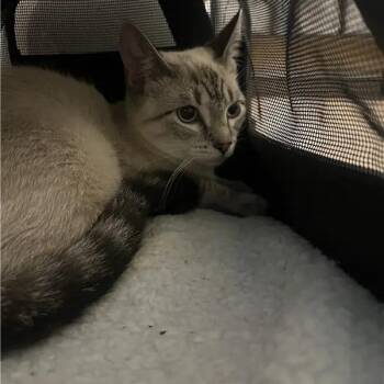Gringa -  Domestic Short Hair Cat for Adoption in Brentwood, Missouri - Gringa | PetCurious
