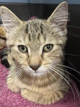 Kate -  Domestic Short Hair Cat for Adoption in Lancaster, Pennsylvania - Kate | PetCurious