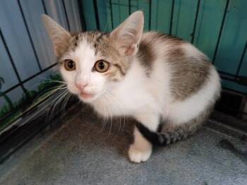 Earl Grey -  Domestic Short Hair Cat for Adoption in Crocker, Missouri - Earl Grey | PetCurious