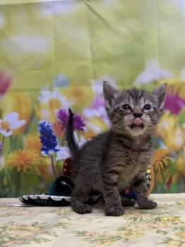 Domestic Short Hair Cats Available for Adoption in San Antonio, Texas - Tommy | PetCurious