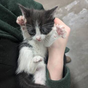 Domestic Medium Hair Cats Available for Adoption in Manhattan, Kansas - TRRS-Stray-44320_2_3_4 | PetCurious
