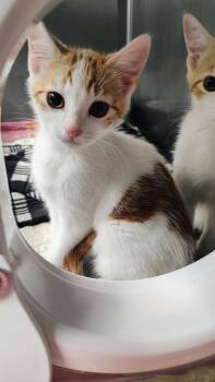 Ginger -  Domestic Short Hair Cat for Adoption in Grants Pass, Oregon - Ginger | PetCurious