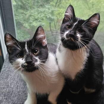 Saffron & Smudge -  Domestic Short Hair Cat for Adoption in Oakville, Ontario - Saffron & Smudge | PetCurious