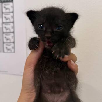 Wyatt W2 -  Domestic Short Hair Cat for Adoption in Edinburg, Texas - Wyatt W2 | PetCurious