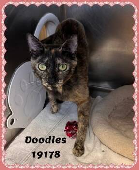 Domestic Short Hair and Tortoiseshell Cats Available for Adoption in Marietta, Georgia - DOODLES | PetCurious