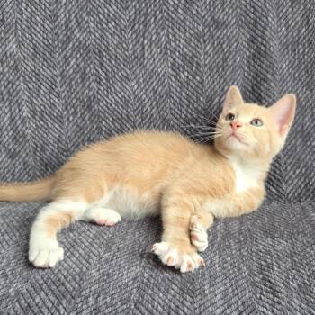 Mesa -  Domestic Short Hair Cat for Adoption in Baltimore, Maryland - Mesa | PetCurious