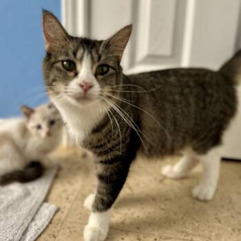 Domestic Short Hair Cats Available for Adoption in Houston, Texas - Gabby | PetCurious