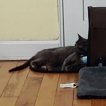 Bella (FKA Popsicle) -  Domestic Short Hair Cat for Adoption in New York, New York - Bella (FKA Popsicle) | PetCurious