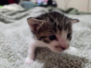 Emily -  Domestic Short Hair Cat Available for Adoption in Kennewick, Washington - Emily | PetCurious