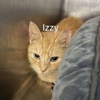 Izzy -  Domestic Short Hair Cat for Adoption in Knoxville, Tennessee - Izzy | PetCurious