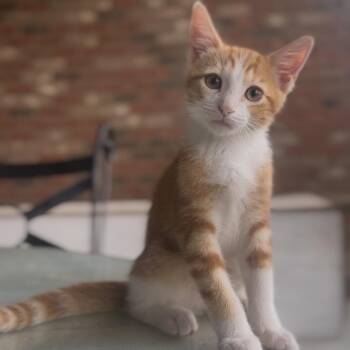 Hundley -  Domestic Short Hair Cat for Adoption in Huntsville, Alabama - Hundley | PetCurious