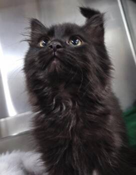 Kitten Laundry Basket -  Domestic Long Hair Cat for Adoption in Cuyahoga Falls, Ohio - Kitten Laundry Basket | PetCurious