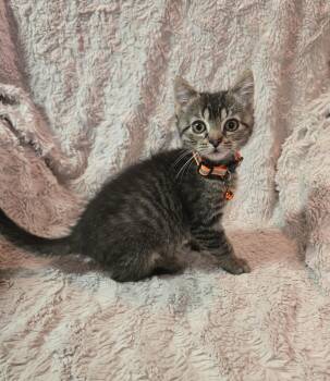 Rescue Domestic Short Hair Cats for Adoption in Stoughton, Wisconsin - Kevin | PetCurious