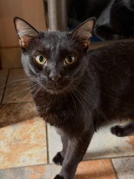 Domestic Short Hair Cats Available for Adoption in Capshaw, Alabama - JUICY FRUIT | PetCurious